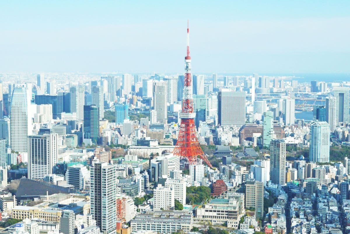 東京都の伐採・抜根の様子